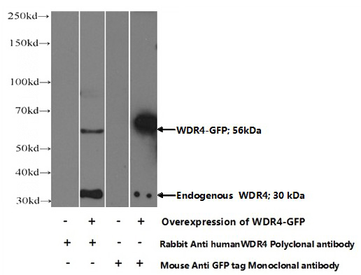 Transfected HEK-293 cells were subjected to SDS PAGE followed by western blot with Catalog No:116866(WDR4 Antibody) at dilution of 1:1000