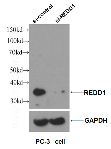 WB result of REDD1 antibody (Catalog No:114678, 1:1000) with si-control and si-REDD1 transfected PC-3 cells.