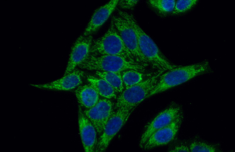 Immunofluorescent analysis of (10% Formaldehyde) fixed HeLa cells using Catalog No:107269(HSPA2 Antibody) at dilution of 1:100 and Alexa Fluor 488-congugated AffiniPure Goat Anti-Mouse IgG(H+L)