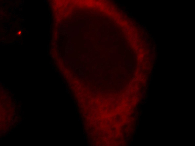 Immunofluorescent analysis of Hela cells, using RPS27 antibody Catalog No:114838 at 1:25 dilution and Rhodamine-labeled goat anti-rabbit IgG (red).