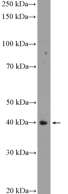 mouse skeletal muscle tissue were subjected to SDS PAGE followed by western blot with Catalog No:116269(TMOD1 Antibody) at dilution of 1:600