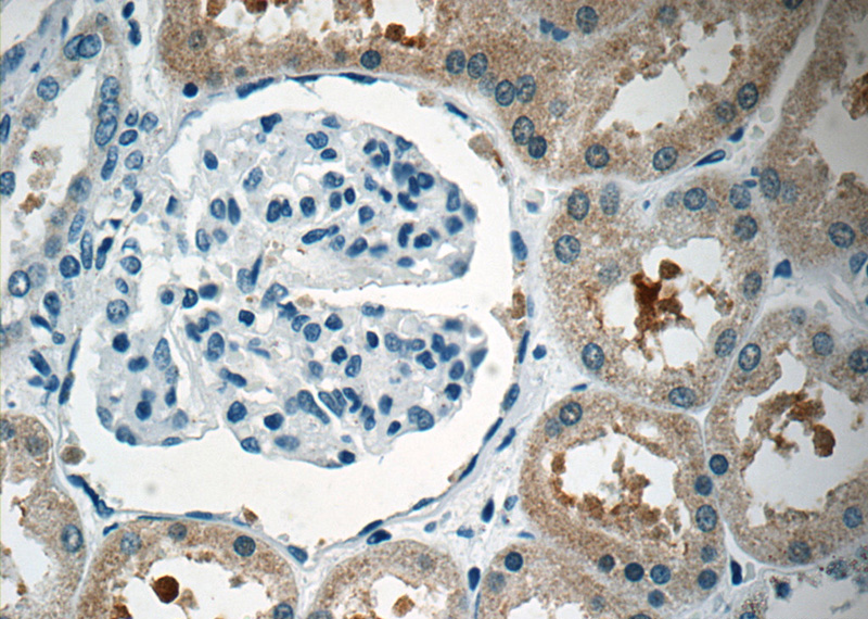 Immunohistochemistry of paraffin-embedded human kidney tissue slide using Catalog No:110215(EGFL7 Antibody) at dilution of 1:50 (under 40x lens)