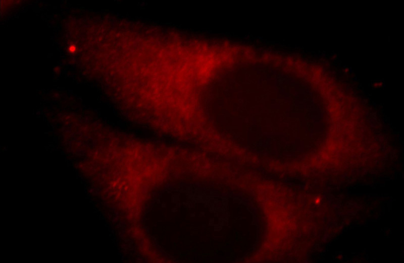 Immunofluorescent analysis of HepG2 cells, using EGLN1 antibody Catalog No:113804 at 1:25 dilution and Rhodamine-labeled goat anti-rabbit IgG (red).