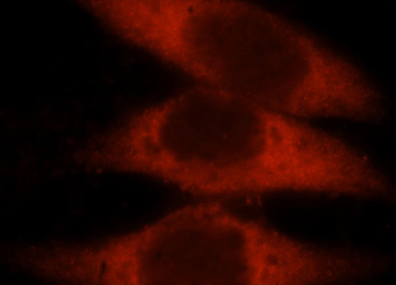Immunofluorescent analysis of Hela cells, using LDHAL6A antibody Catalog No:112182 at 1:25 dilution and Rhodamine-labeled goat anti-rabbit IgG (red).