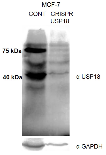 WB result of USP18 antibody(Catalog No:116594) with MCF-7 cells (Control and CRISPR USP18).