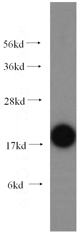 mouse testis tissue were subjected to SDS PAGE followed by western blot with Catalog No:116508(UBC9 antibody) at dilution of 1:300