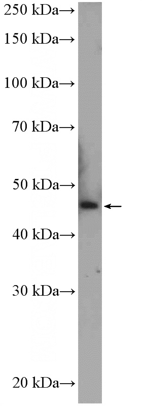 Jurkat cells were subjected to SDS PAGE followed by western blot with Catalog No:108716(C2orf60 Antibody) at dilution of 1:600
