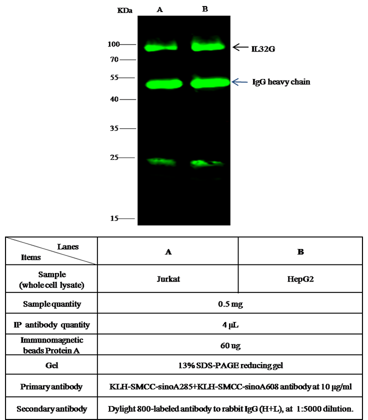 IL32 Antibody, Rabbit PAb, Antigen Affinity Purified, Immunoprecipitation