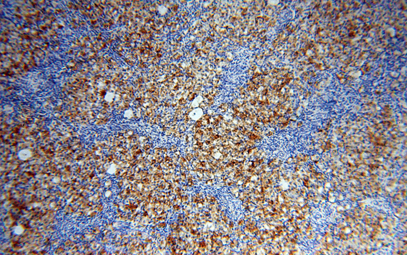 Immunohistochemical of paraffin-embedded human ovary using Catalog No:115735(STRAP antibody) at dilution of 1:100 (under 10x lens)