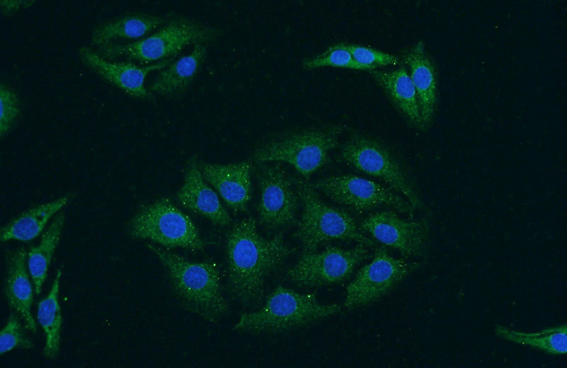 Immunofluorescent analysis of SH-SY5Y cells using Catalog No:111210(GRIPAP1 Antibody) at dilution of 1:25 and Alexa Fluor 488-congugated AffiniPure Goat Anti-Rabbit IgG(H+L)