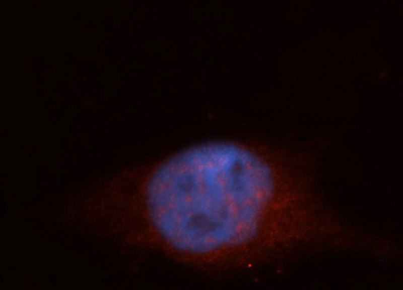 Immunofluorescent analysis of HepG2 cells, using ITPKC antibody Catalog No:111959 at 1:50 dilution and Rhodamine-labeled goat anti-rabbit IgG (red). Blue pseudocolor = DAPI (fluorescent DNA dye).