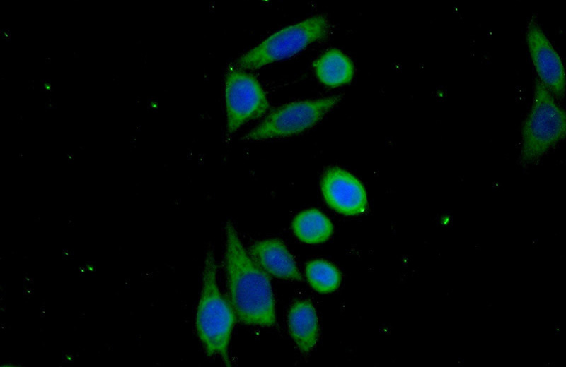 Immunofluorescent analysis of (-20oc Ethanol) fixed PC-3 cells using Catalog No:108625(C19orf57 Antibody) at dilution of 1:50 and Alexa Fluor 488-congugated AffiniPure Goat Anti-Rabbit IgG(H+L)