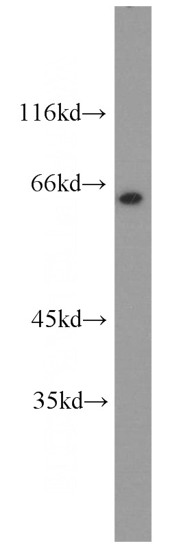 NIH/3T3 cells were subjected to SDS PAGE followed by western blot with Catalog No:113470(POU2F2 antibody) at dilution of 1:500