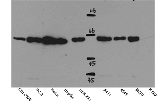WB result of anti-SMAD4 (Catalog No:115420) in different cell lysates.