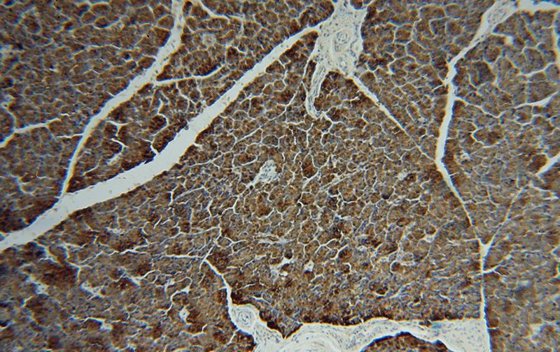 Immunohistochemical of paraffin-embedded human pancreas using Catalog No:112243(LIPH antibody) at dilution of 1:50 (under 10x lens)