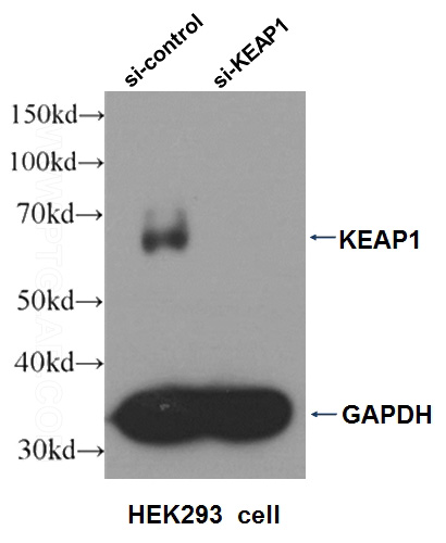 WB result of KEAP1 antibody (Catalog No:112032, 1:2000) with si-control and si-KEAP1 transfected HEK293 cell.