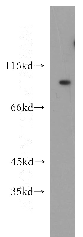 MCF7 cells were subjected to SDS PAGE followed by western blot with Catalog No:113512(OTOP3 antibody) at dilution of 1:500