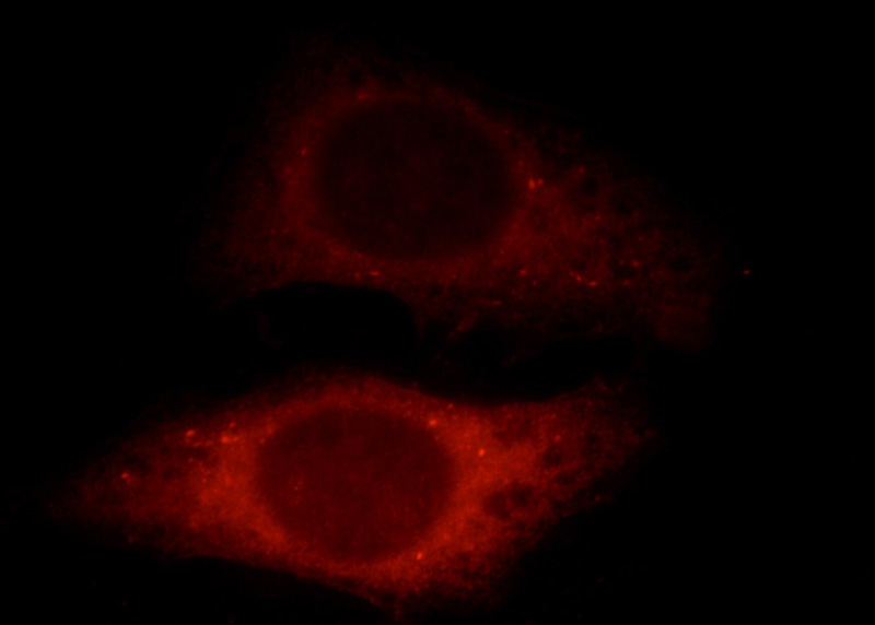 Immunofluorescent analysis of HepG2 cells, using SHKBP1 antibody Catalog No:115275 at 1:25 dilution and Rhodamine-labeled goat anti-rabbit IgG (red).