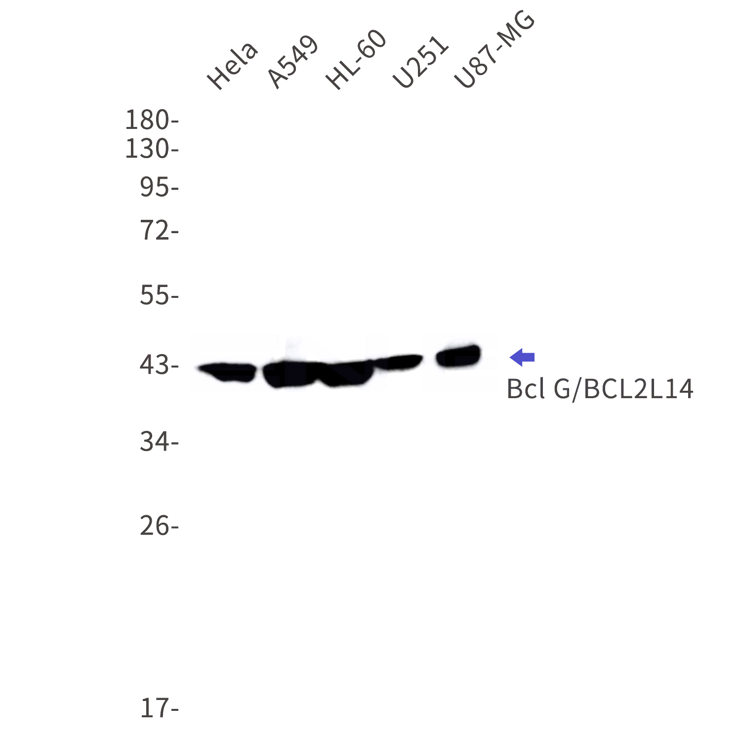 Western blot detection of Bcl G/BCL2L14 in Hela,A549,HL-60,U251,U87-MG cell lysates using Bcl G/BCL2L14 Rabbit mAb(1:1000 diluted).Predicted band size:37kDa.Observed band size:43kDa.