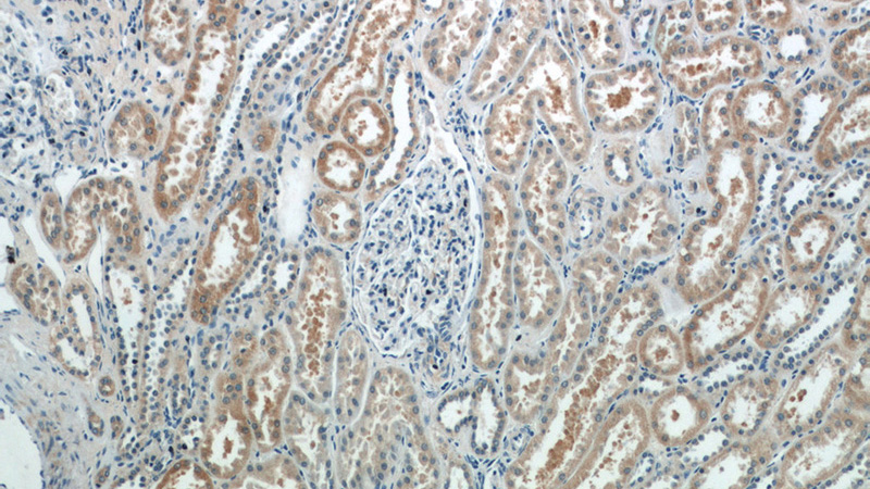 Immunohistochemistry of paraffin-embedded human kidney tissue slide using Catalog No:110063(DPEP2 Antibody) at dilution of 1:50 (under 10x lens)
