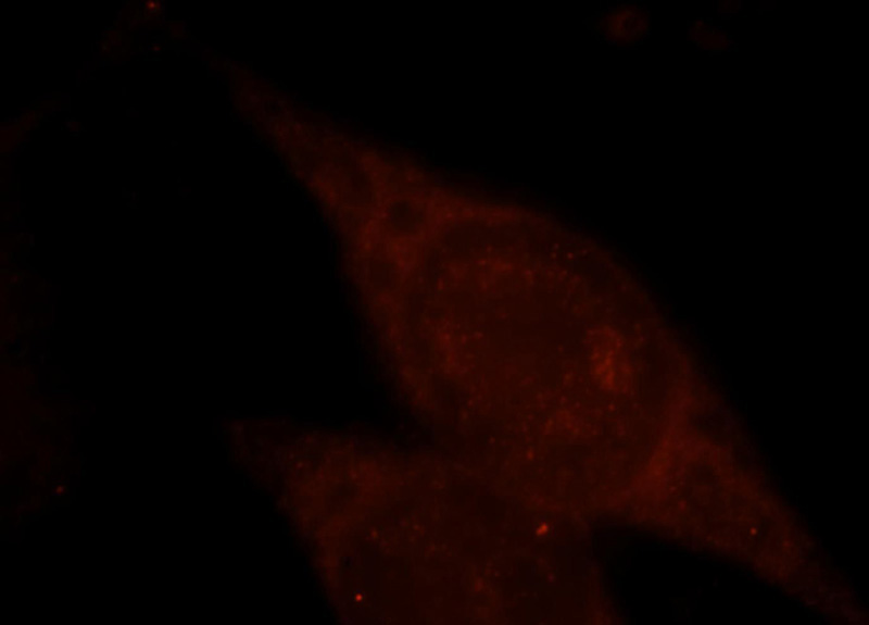 Immunofluorescent analysis of Hela cells, using TRAF6 antibody Catalog No:116234 at 1:25 dilution and Rhodamine-labeled goat anti-rabbit IgG (red).
