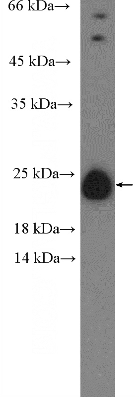 Jurkat cells were subjected to SDS PAGE followed by western blot with Catalog No:108776(C6orf108 Antibody) at dilution of 1:600
