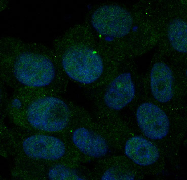 Immunofluorescent analysis of BxPC-3 cells, using Insulin Receptor Antibody.