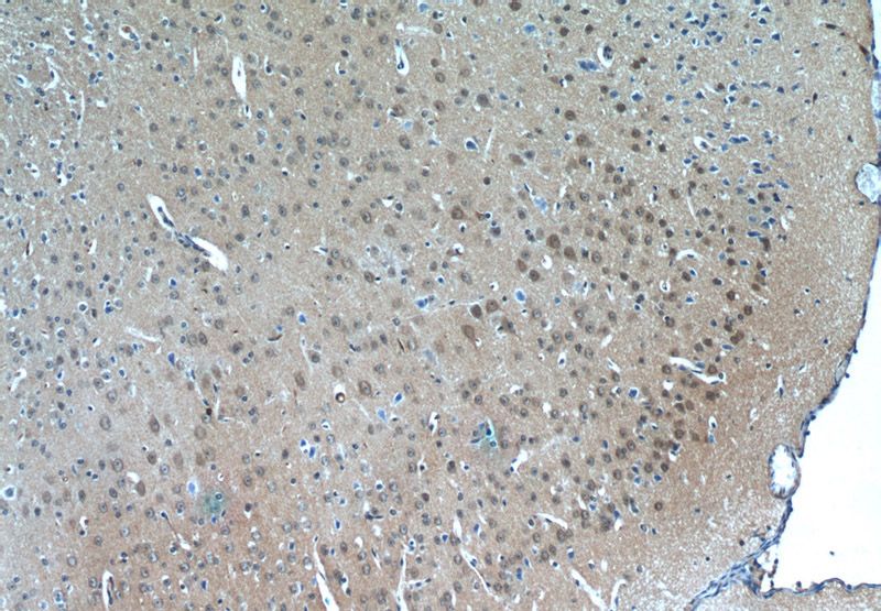 Immunohistochemistry of paraffin-embedded mouse brain tissue slide using Catalog No:113634(PDP2 Antibody) at dilution of 1:50 (under 10x lens)