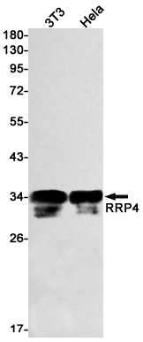 Western blot detection of RRP4 in 3T3,Hela cell lysates using RRP4 Rabbit mAb(1:1000 diluted).Predicted band size:33kDa.Observed band size:33kDa.