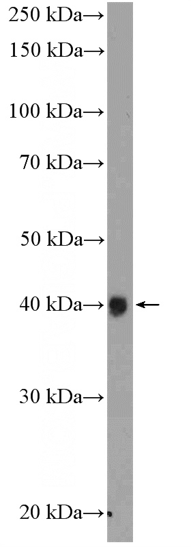 K-562 cells were subjected to SDS PAGE followed by western blot with Catalog No:116873(XRCC2 Antibody) at dilution of 1:600