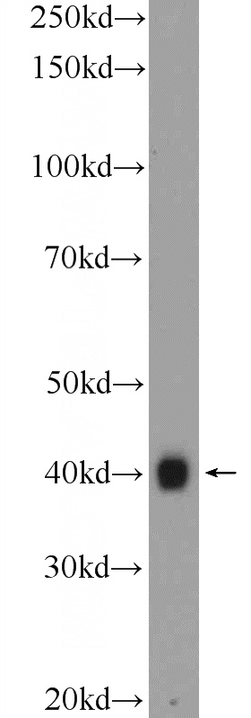 HEK-293 cells were subjected to SDS PAGE followed by western blot with Catalog No:111594(CLNS1A Antibody) at dilution of 1:1000