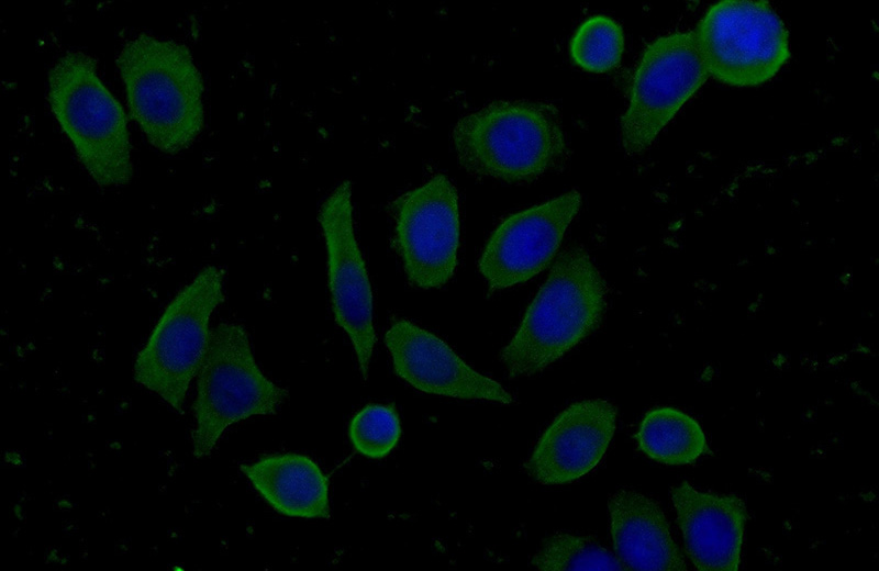 Immunofluorescent analysis of (-20oc Ethanol) fixed PC-3 cells using Catalog No:110598(FAM71F2 Antibody) at dilution of 1:50 and Alexa Fluor 488-congugated AffiniPure Goat Anti-Rabbit IgG(H+L)