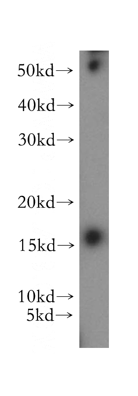 K-562 cells were subjected to SDS PAGE followed by western blot with Catalog No:112841(MRPS12 antibody) at dilution of 1:300
