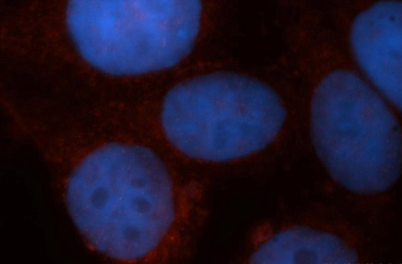 Immunofluorescent analysis of HepG2 cells, using VBP1 antibody Catalog No:116724 at 1:50 dilution and Rhodamine-labeled goat anti-rabbit IgG (red). Blue pseudocolor = DAPI (fluorescent DNA dye).