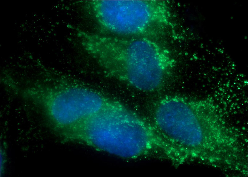 Immunofluorescent analysis of ROS1728 cells using Catalog No:108565(C10orf58 Antibody) at dilution of 1:50 and Alexa Fluor 488-congugated AffiniPure Goat Anti-Rabbit IgG(H+L)
