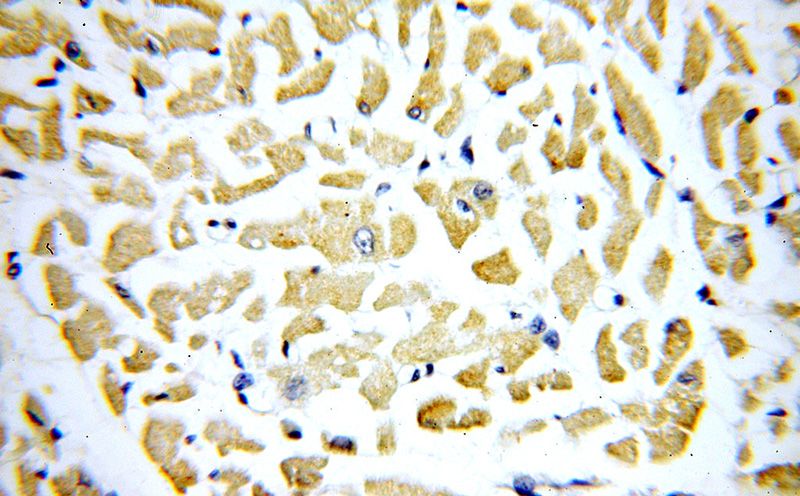Immunohistochemical of paraffin-embedded human heart using Catalog No:114124(PPIF-Specific antibody) at dilution of 1:50 (under 40x lens)