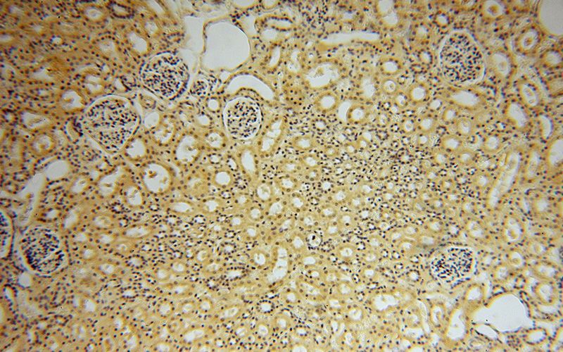 Immunohistochemical of paraffin-embedded human kidney using Catalog No:114092(PPP1R8 antibody) at dilution of 1:50 (under 10x lens)