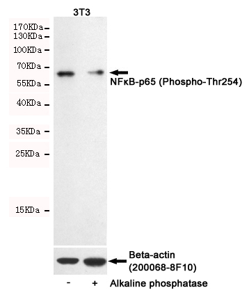 Western blot detection of NFkB-p65(Phospho-Ser254) in 3T3 cells untreated or treated with Alkaline phosphatase using NFkB-p65(Phospho-Ser254) Rabbit pAb (dilution 1:500, upper) or β-Actin Mouse mAb (200068-8F10, lower).Predicted band size:65kDa.Observed band size:65KDa.