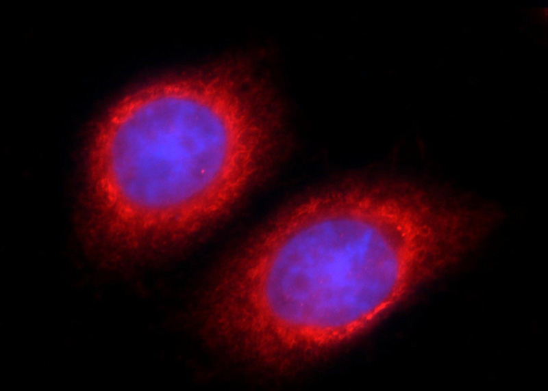 Immunofluorescent analysis of HepG2 cells using Catalog No:116424(TSC22D2 Antibody) at dilution of 1:50 and Rhodamine-Goat anti-Rabbit IgG