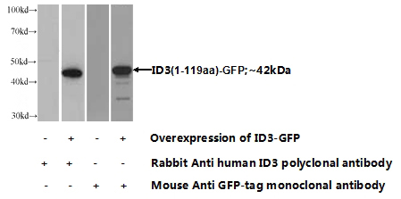 Transfected HEK-293 cells were subjected to SDS PAGE followed by western blot with Catalog No:111599(ID3 Antibody) at dilution of 1:1000