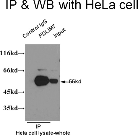 IP result of PDLIM7 antibody (Catalog No:113633 for IP and Detection) with HeLa cell lysate.