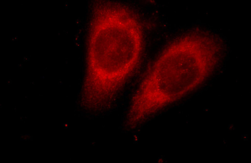 Immunofluorescent analysis of Hela cells, using GNAI2 antibody Catalog No:110988 at 1:25 dilution and Rhodamine-labeled goat anti-rabbit IgG (red).