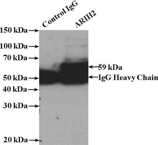 IP Result of anti-ARIH2 (IP:Catalog No:108193, 4ug; Detection:Catalog No:108193 1:500) with HeLa cells lysate 1200ug.