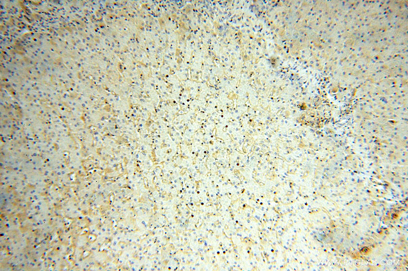 Immunohistochemical of paraffin-embedded human liver using Catalog No:111969(KCNJ15 antibody) at dilution of 1:100 (under 10x lens)