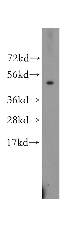U-937 cells were subjected to SDS PAGE followed by western blot with Catalog No:112326(PPIL5 antibody) at dilution of 1:300