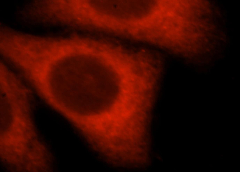 Immunofluorescent analysis of HepG2 cells, using PNMAL1 antibody Catalog No:113978 at 1:25 dilution and Rhodamine-labeled goat anti-rabbit IgG (red).
