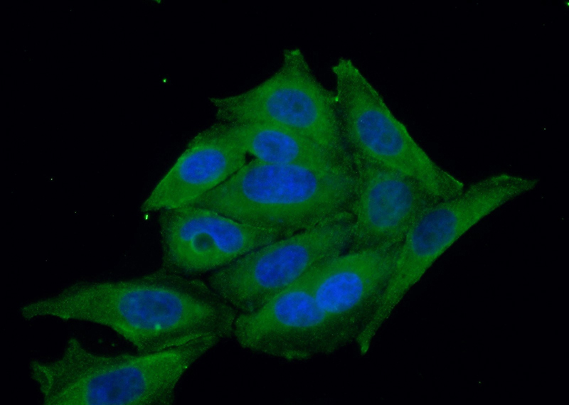 Immunofluorescent analysis of (10% Formaldehyde) fixed HepG2 cells using Catalog No:110391(EPOR Antibody) at dilution of 1:50 and Alexa Fluor 488-congugated AffiniPure Goat Anti-Rabbit IgG(H+L)