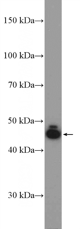 BxPC-3 cells were subjected to SDS PAGE followed by western blot with Catalog No:112615(MIDN Antibody) at dilution of 1:300