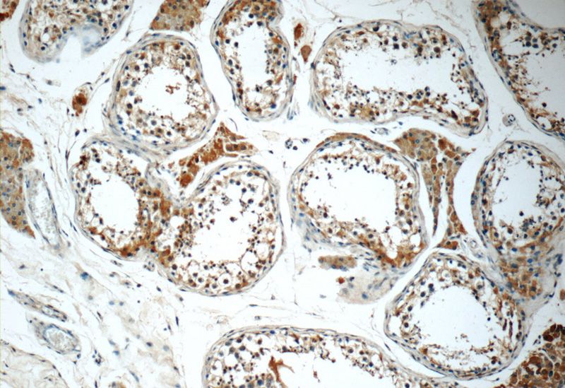 Immunohistochemistry of paraffin-embedded human testis tissue slide using Catalog No:107860(ALLC Antibody) at dilution of 1:50 (under 10x lens)