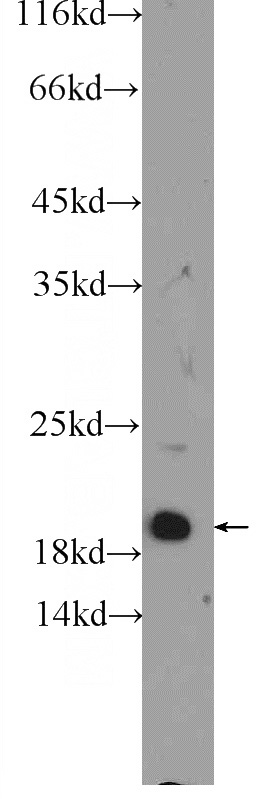 NIH/3T3 cells were subjected to SDS PAGE followed by western blot with Catalog No:112940(MYL12A Antibody) at dilution of 1:600